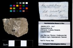 Foto (Objekt + Etikett) von Abyssophthalmus sp.  (NHMW-GEO-1990-0041-3279)